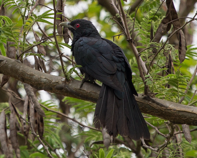 Black bird branch tree leaves #3 free wallpaper - medium preview image