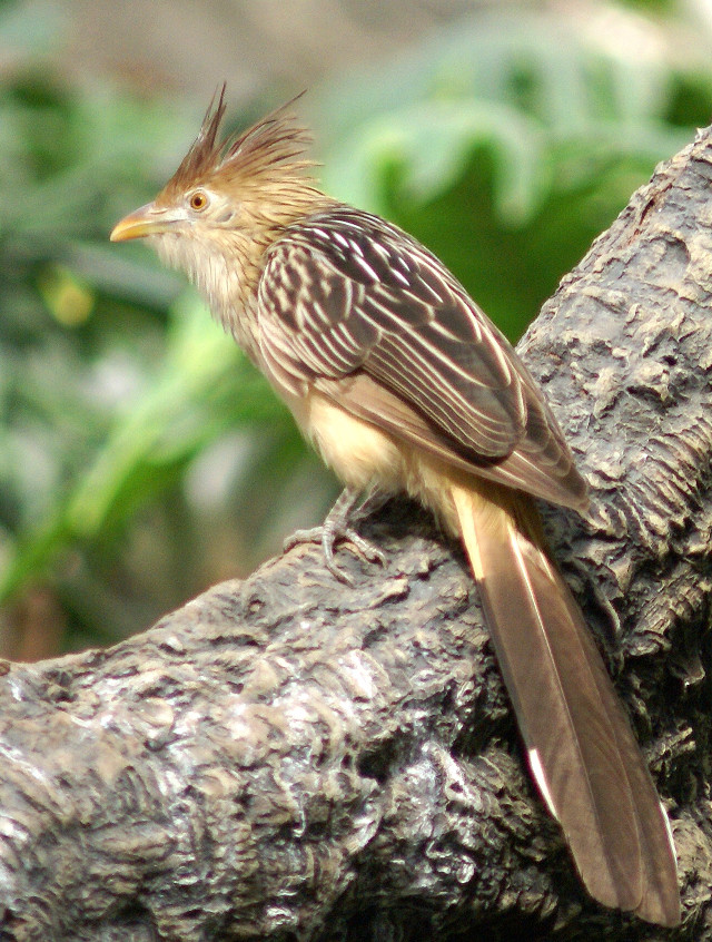 Bird mohawk tree branch forest free wallpaper - medium preview image
