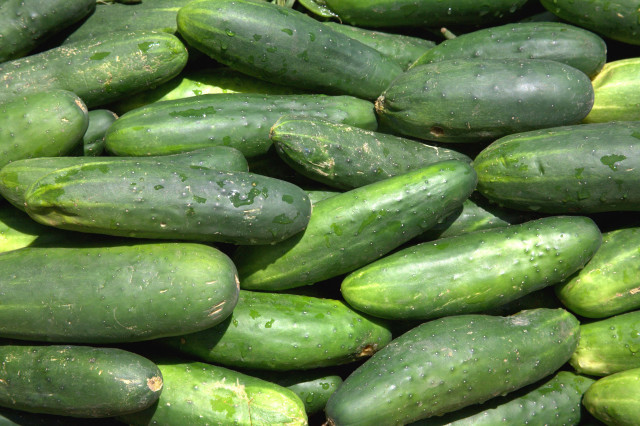 Cucumbers pile tabletop waterdroplets green free wallpaper - medium preview image