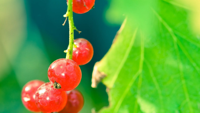 Red berries green leaves water #2 free wallpaper - medium preview image
