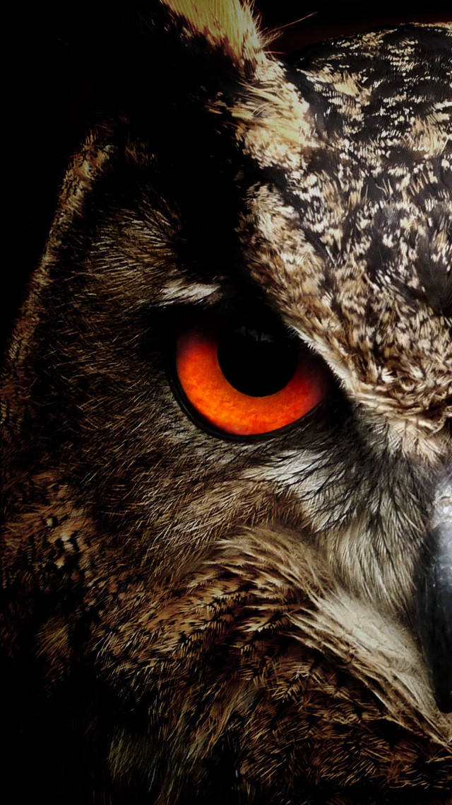 Owl orange eyes black background #4 free wallpaper - medium preview image