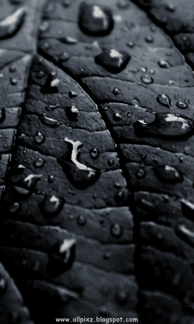 Close up leaf water drops #4 free wallpaper - medium preview image