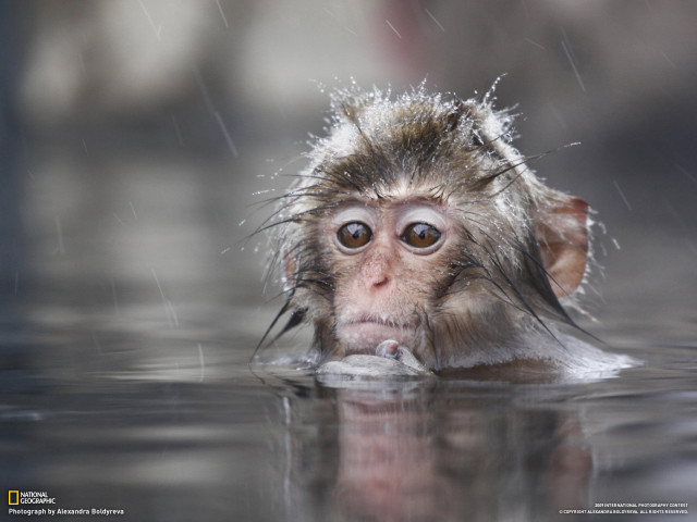 Monkey swimming water head above free wallpaper - medium preview image