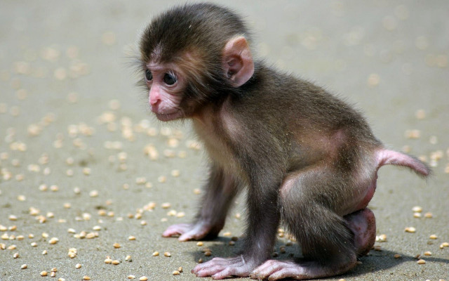 Small monkey sitting sandy food free wallpaper - medium preview image