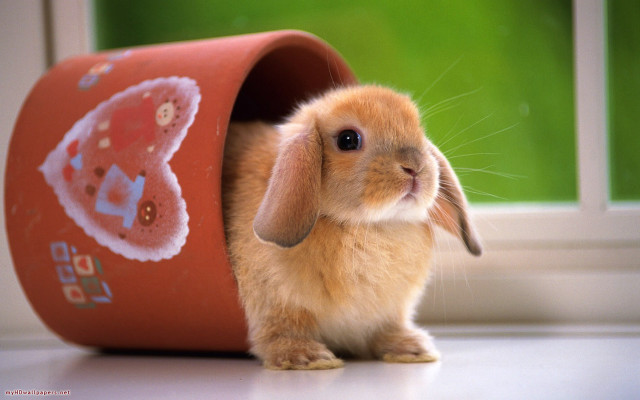 Small rabbit red box sticker free wallpaper - medium preview image