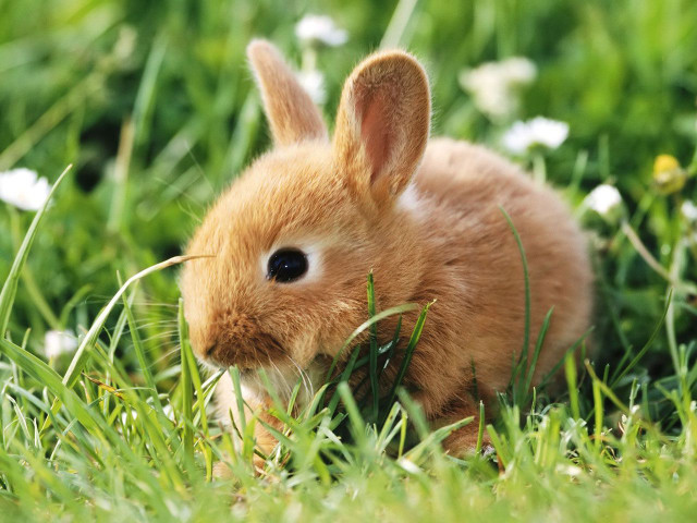 Small rabbit sitting grass wide free wallpaper - medium preview image
