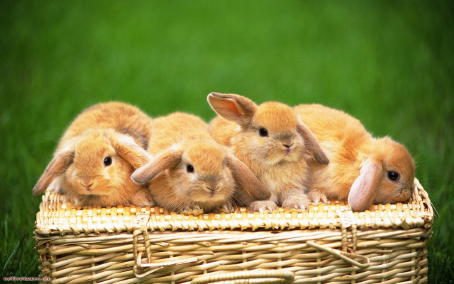 Rabbits basket grass group sitting free wallpaper - medium preview image