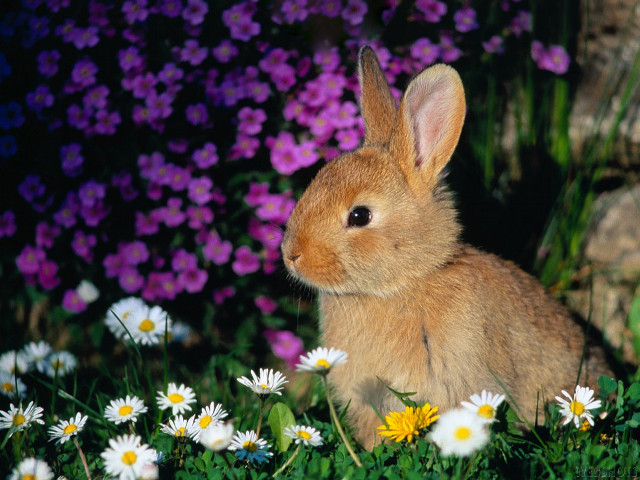 Rabbit field daisies rock flowers free wallpaper - medium preview image