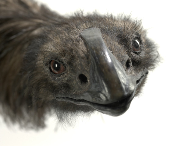 Bird closeup long beak nose free wallpaper - medium preview image