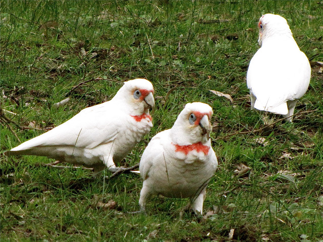 Three white birds grassy field free wallpaper - medium preview image