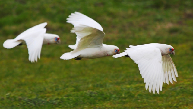 White birds flying lush green free wallpaper - medium preview image