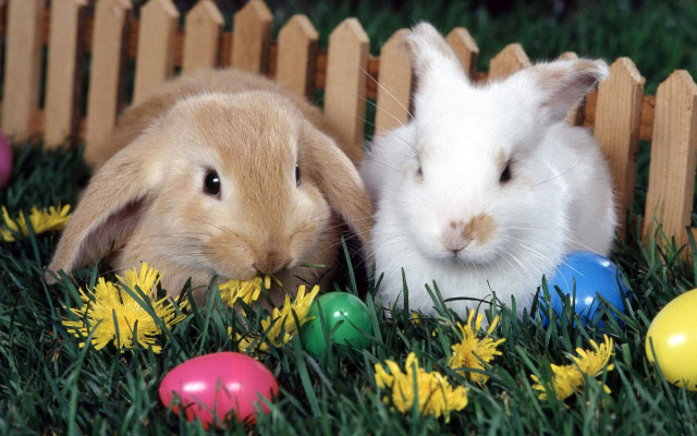Rabbits easter eggs flowers grass free wallpaper - medium preview image