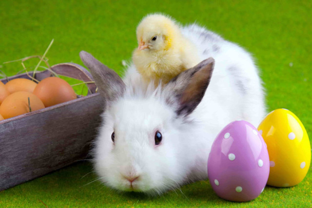 White rabbit basket eggs chicken free wallpaper - medium preview image