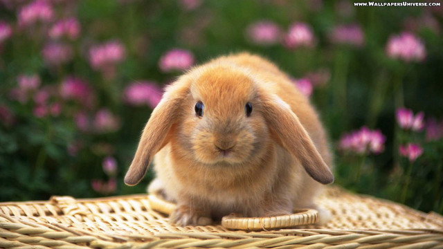Small rabbit wicker basket flower free wallpaper - medium preview image