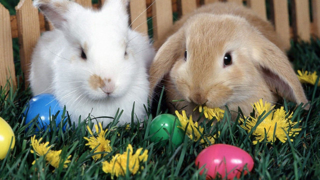 Rabbits grass flowers eggs basket free wallpaper - medium preview image