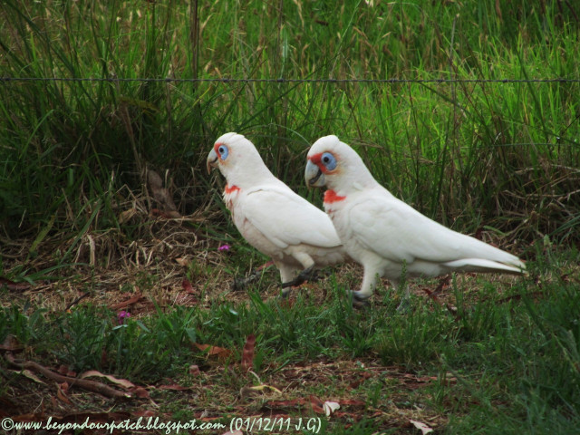 Two white birds grass flowers free wallpaper - medium preview image