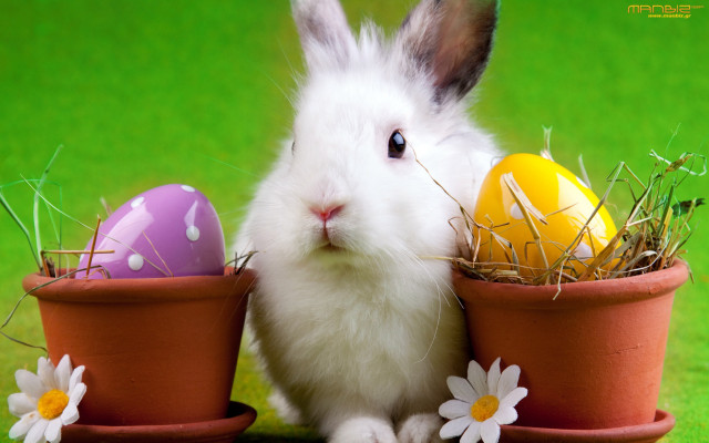 Rabbit flowerpot eggs daisies grass free wallpaper - medium preview image
