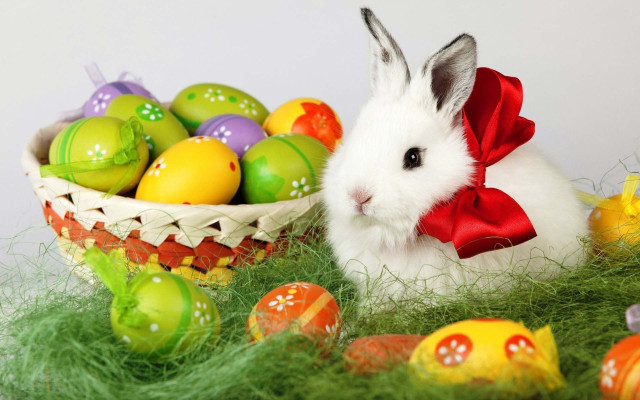 White bunny basket eggs green #2 free wallpaper - medium preview image