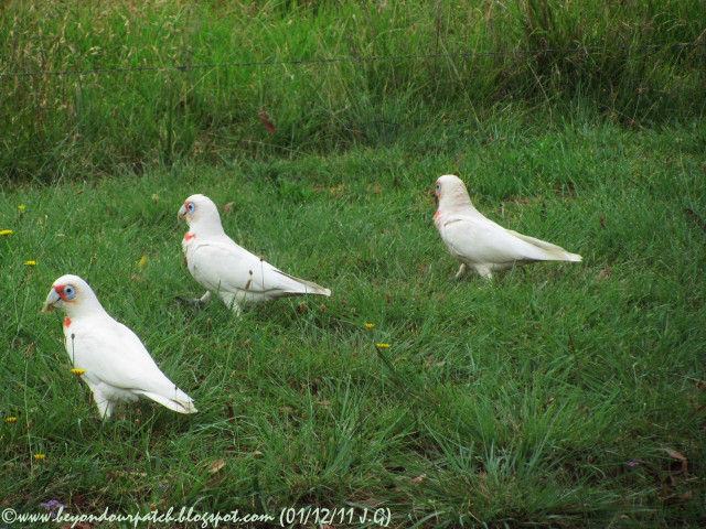 White birds grassy field fence free wallpaper - medium preview image