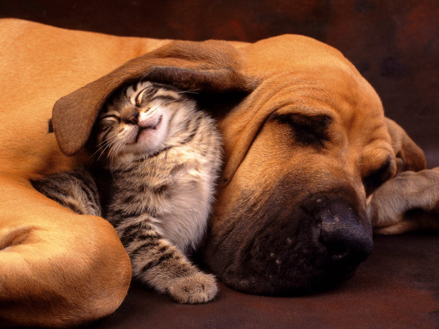 Cat dog sleeping together on #2 free wallpaper - medium preview image