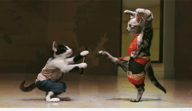 Cat playing another cat room free wallpaper - medium preview image