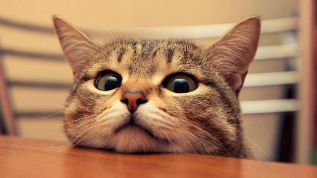 Cat looking up table chair free wallpaper - medium preview image
