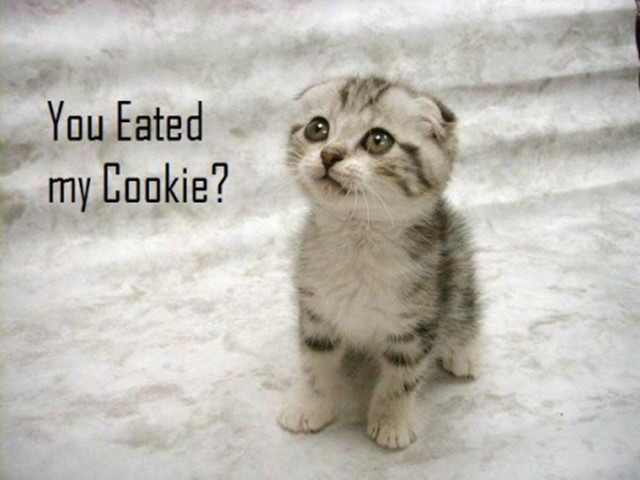 Kitten sitting white blanket caption free wallpaper - medium preview image