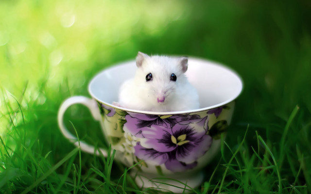 Small white hamster cup grass free wallpaper - medium preview image