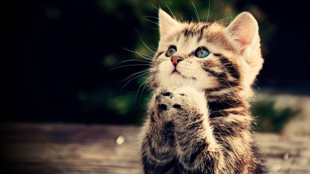 Kitten standing pawing camera wide #3 free wallpaper - medium preview image