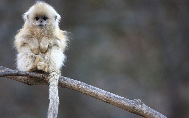 Monkey sitting tree branch tail free wallpaper - medium preview image