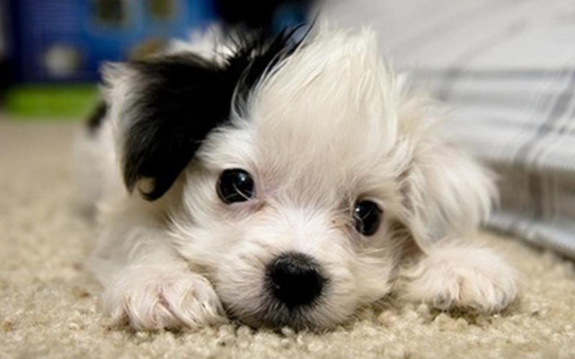 Small white black dog carpet free wallpaper - medium preview image