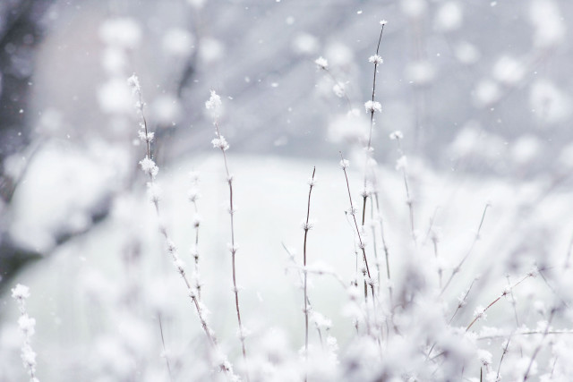 Plant snow car background snowstorm free wallpaper - medium preview image