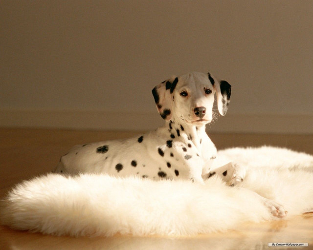 Dalmatian white rug wooden floor free wallpaper - medium preview image