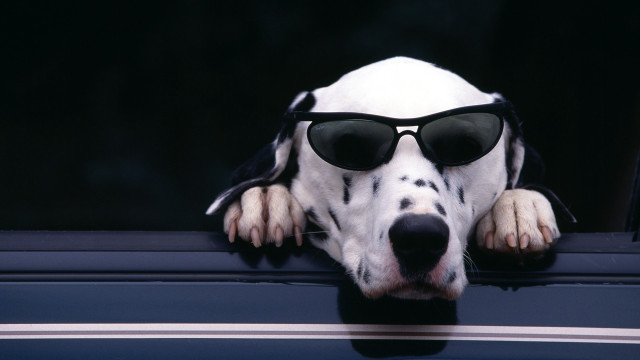 Dog sunglasses hat outcar furry free wallpaper - medium preview image