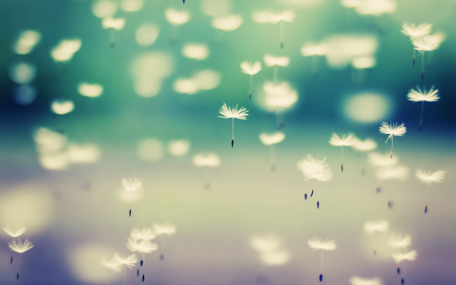 Blurry dandelion seeds flying air free wallpaper - medium preview image