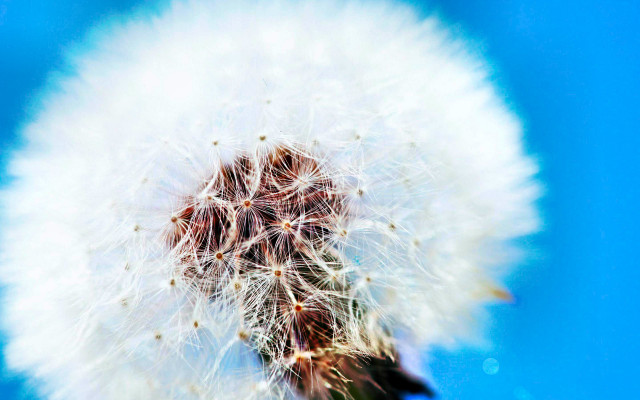 Dandelion white seeds air blue free wallpaper - medium preview image