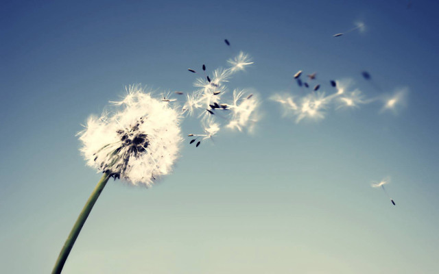 Dandelion blowing wind blue sky free wallpaper - medium preview image
