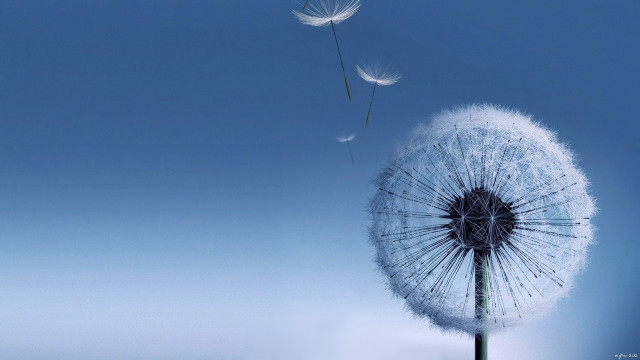 Dandelion blowing wind blue sky #13 free wallpaper - medium preview image