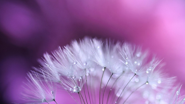 Dandelion water droplets petals pink free wallpaper - medium preview image