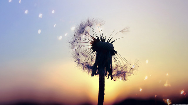 Dandelion seeds blowing sunset blue free wallpaper - medium preview image