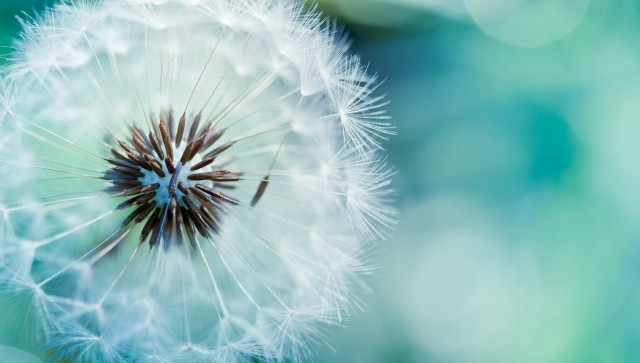 Dandelion macro night sky fireworks free wallpaper - medium preview image