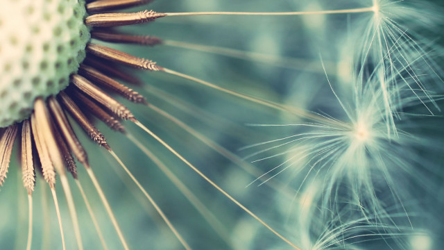 Dandelion blurry background seeds leaves free wallpaper - medium preview image