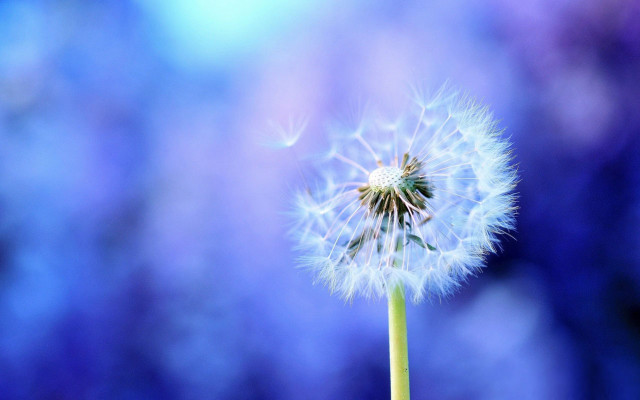 Dandelion macro magical realism night free wallpaper - medium preview image