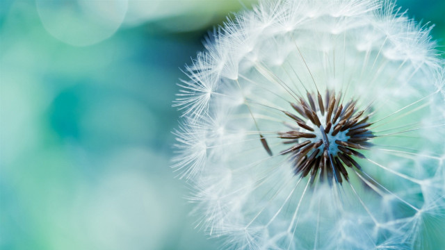Dandelion blurry background blue green free wallpaper - medium preview image