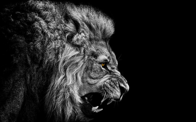 Lion mouth open teeth wide #9 free wallpaper - medium preview image
