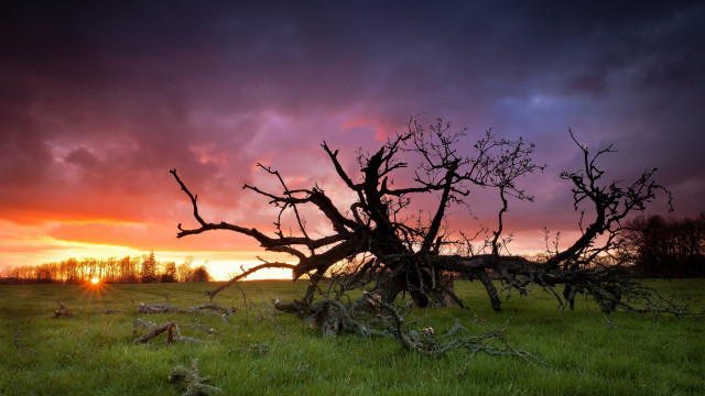 Tree grass sky clouds sunset free wallpaper - medium preview image