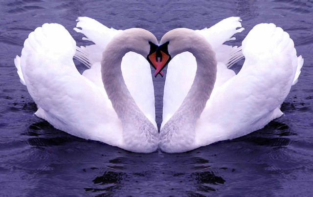 Swans swimming together in the free wallpaper - medium preview image