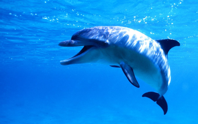 Dolphin swimming ocean mouth open free wallpaper - medium preview image