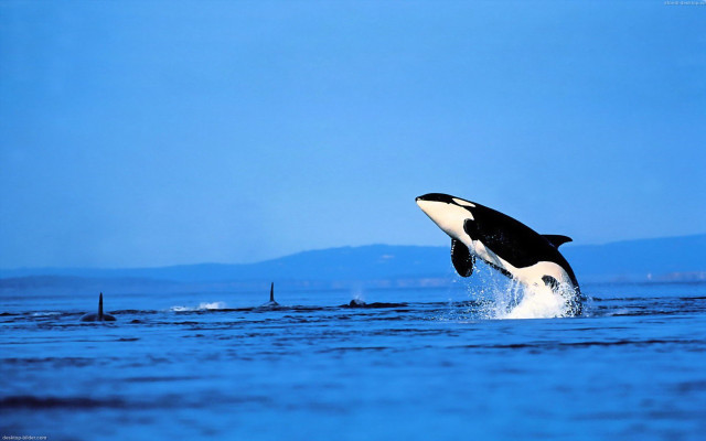 Whale jumping boat sunny day free wallpaper - medium preview image