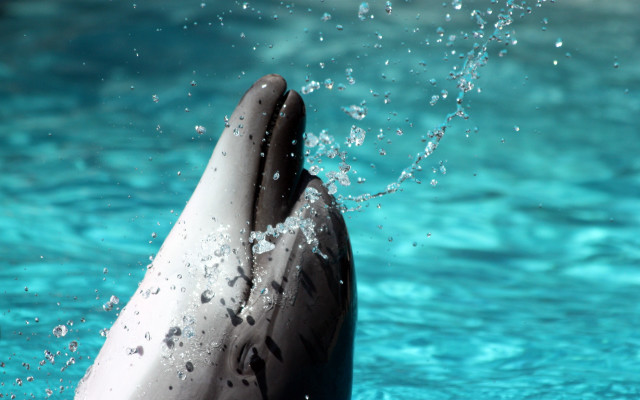 Dolphin jumping water mouth open free wallpaper - medium preview image